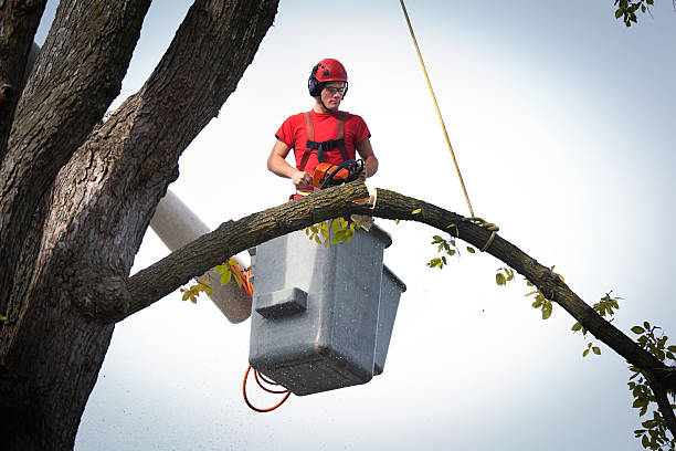 How Our Tree Care Process Works  in  Tyler, MN